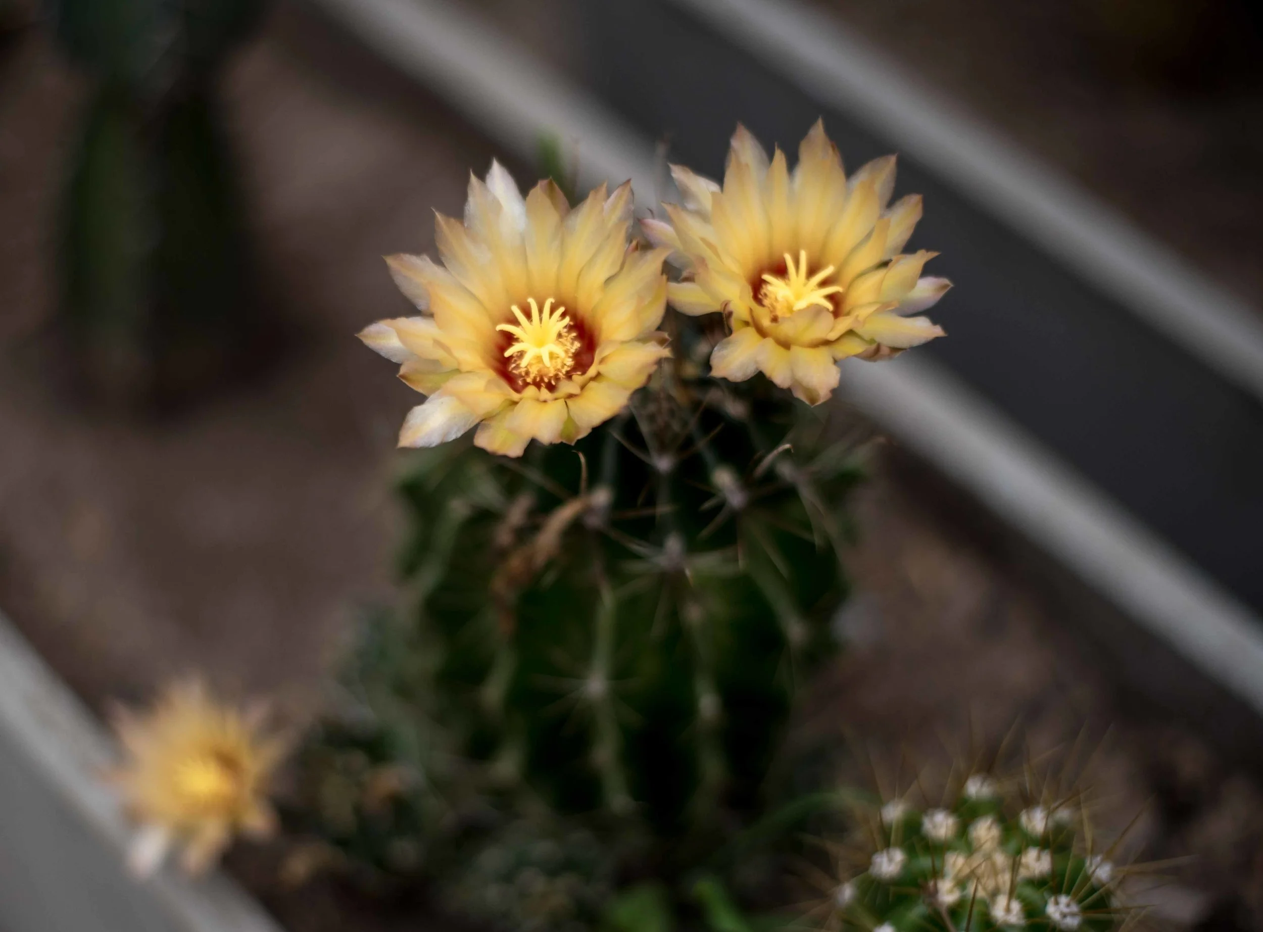 As we left our host pointed out that his cactus had bloomed, something that only happens once a year. We took it as a sign of good faith moving forward on our trip.