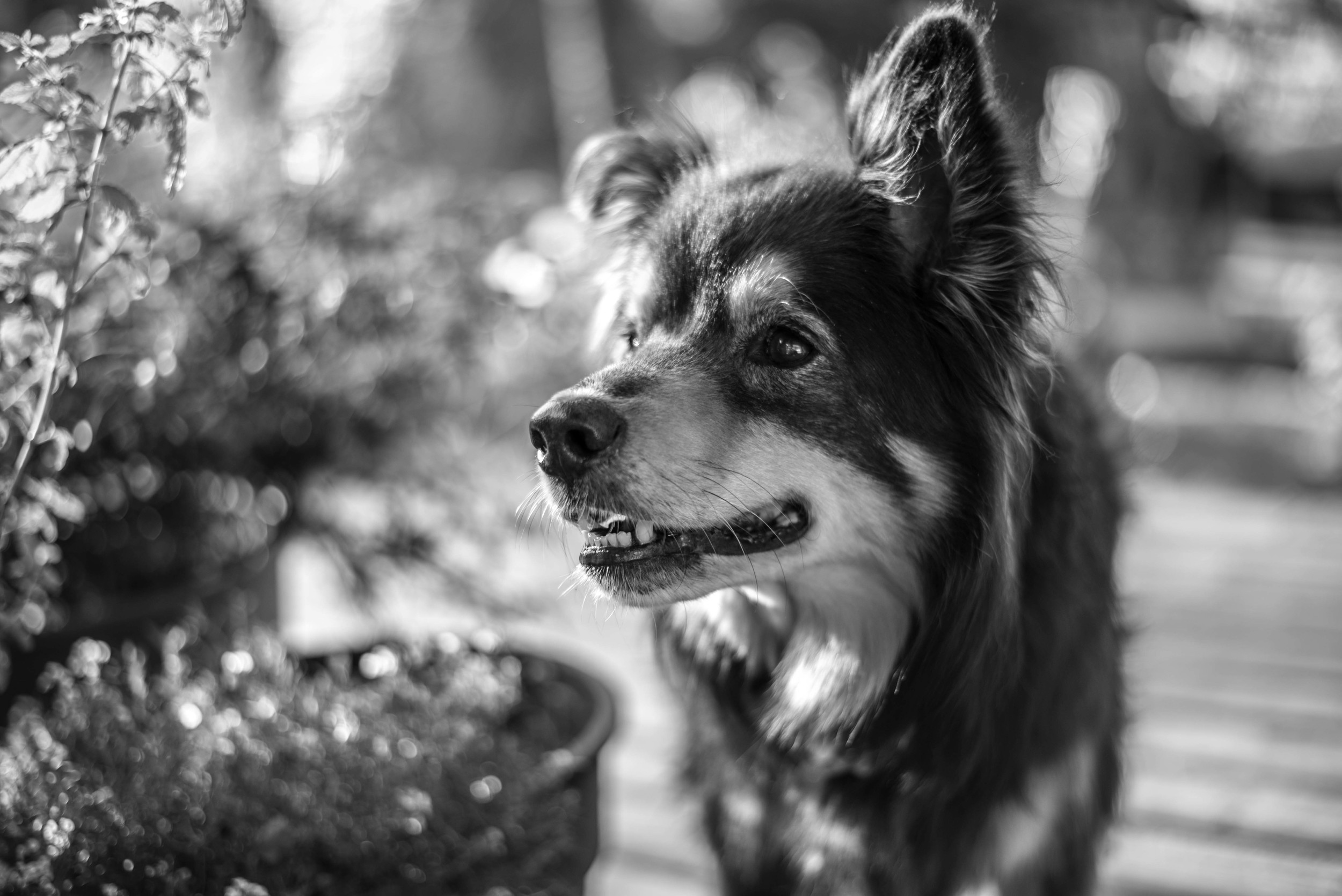 Sam. Deaf and going blind, this guy stole our hearts during our stay.
