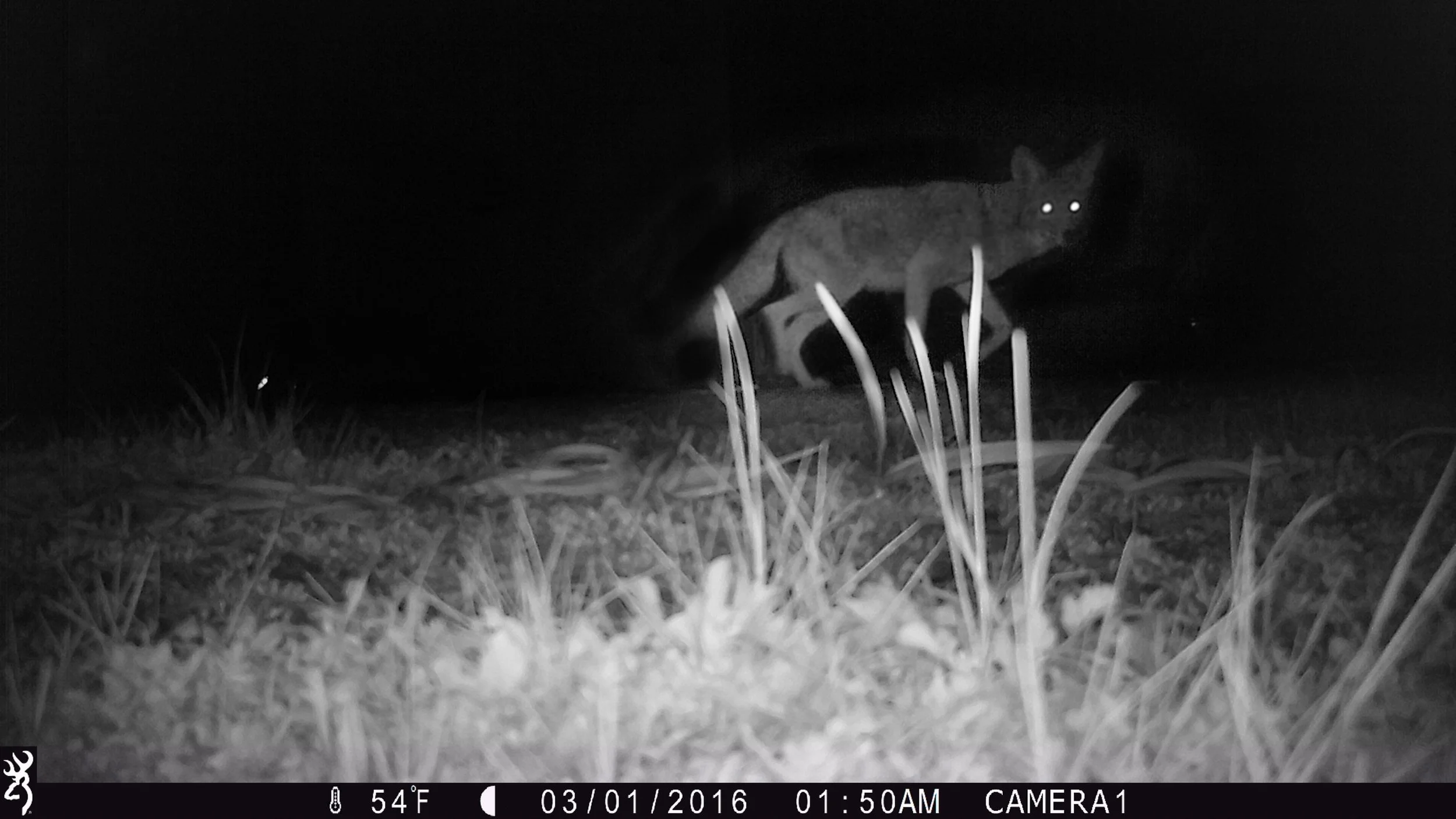coyotee3.jpg