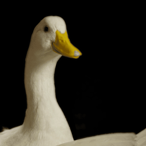giphy-5.gif