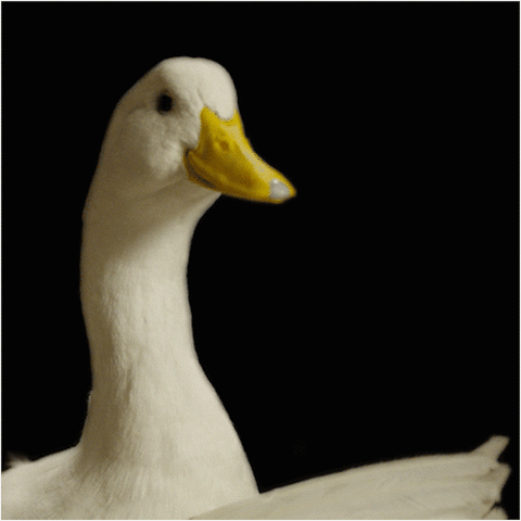 giphy-6.gif