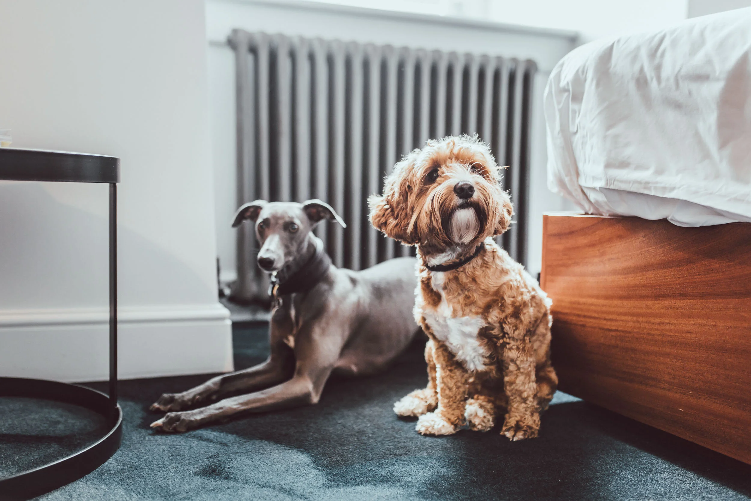 ThePilgrm_Sep2018_Lowres (25 of 234).jpg