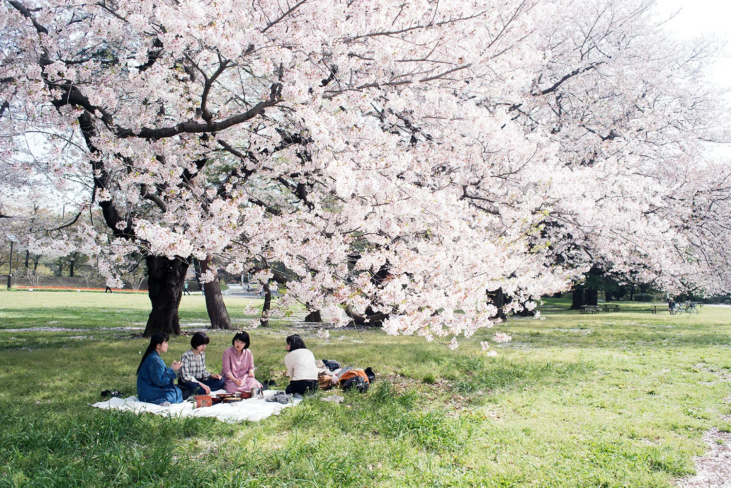 HANAMI BENTO, TOKYO