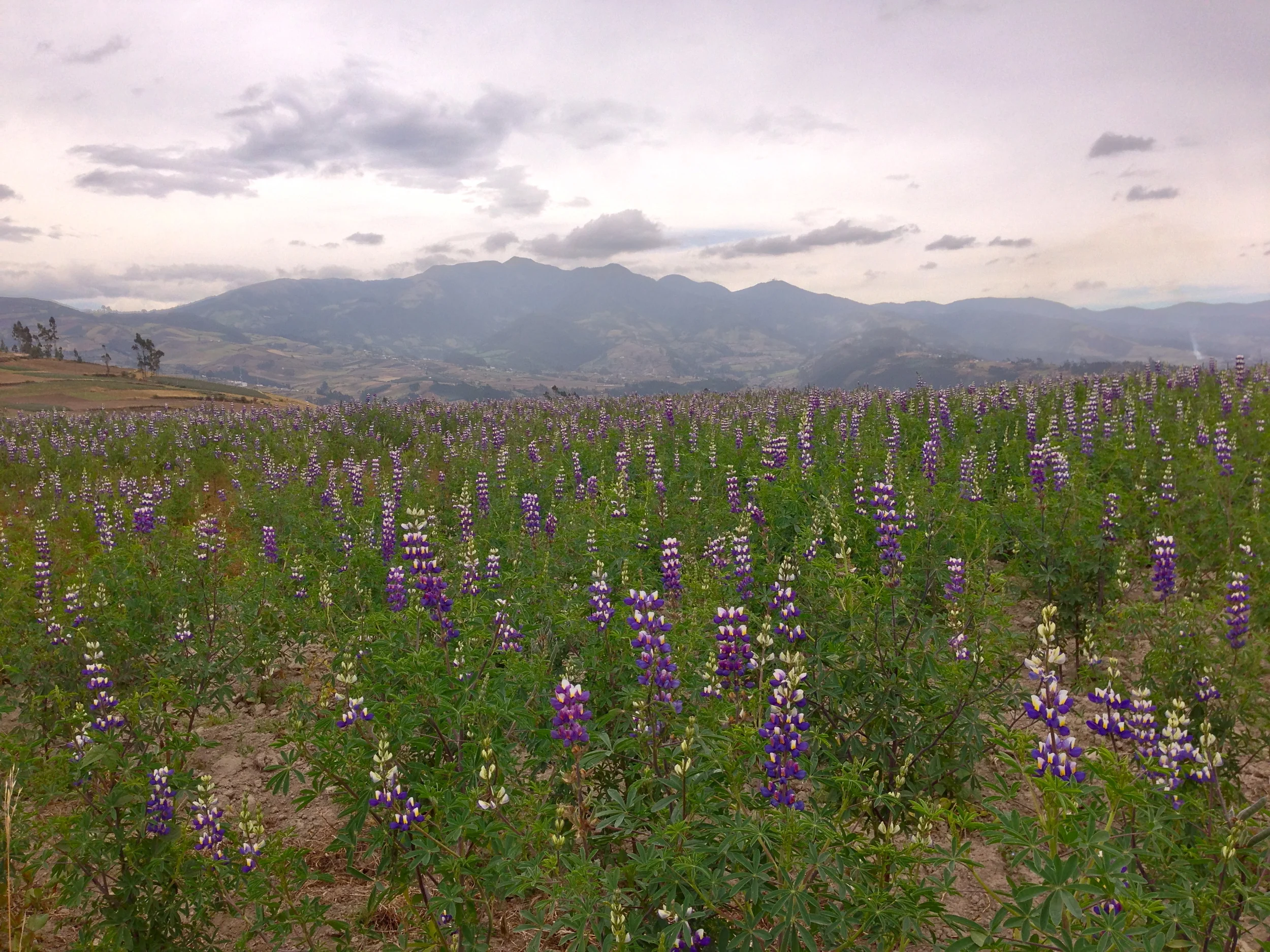 Otavalo, Ecuador