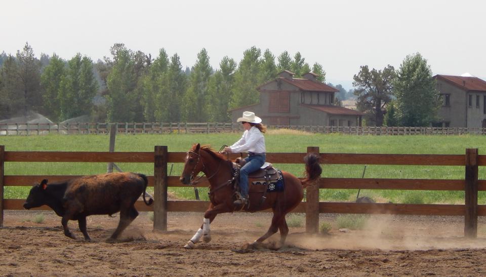 cow class cindie.jpg