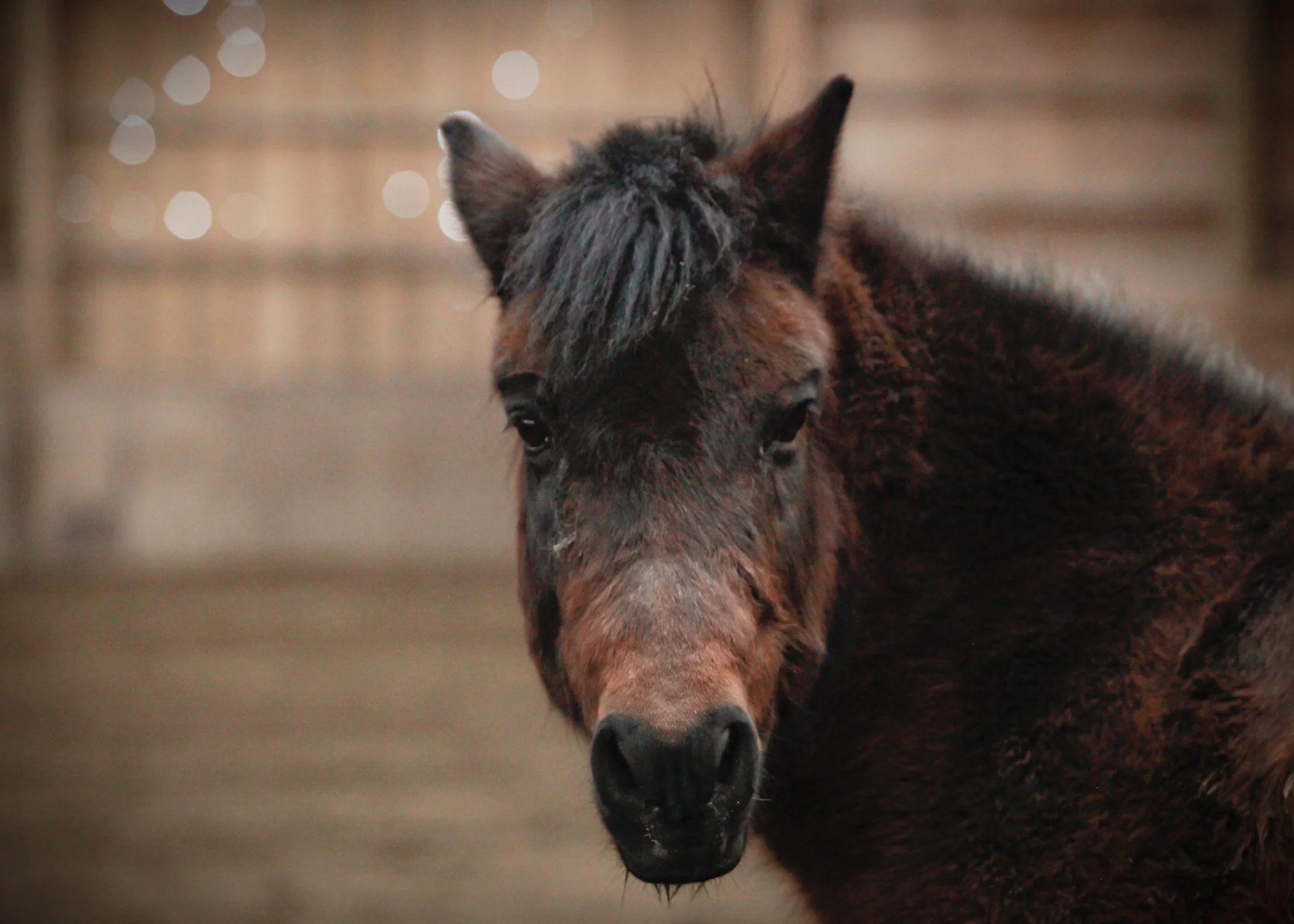 CascadianStablesWsm-224.jpg
