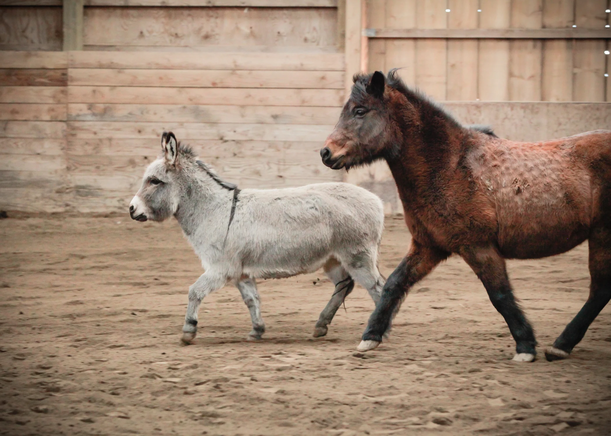 CascadianStablesWsm-226.jpg