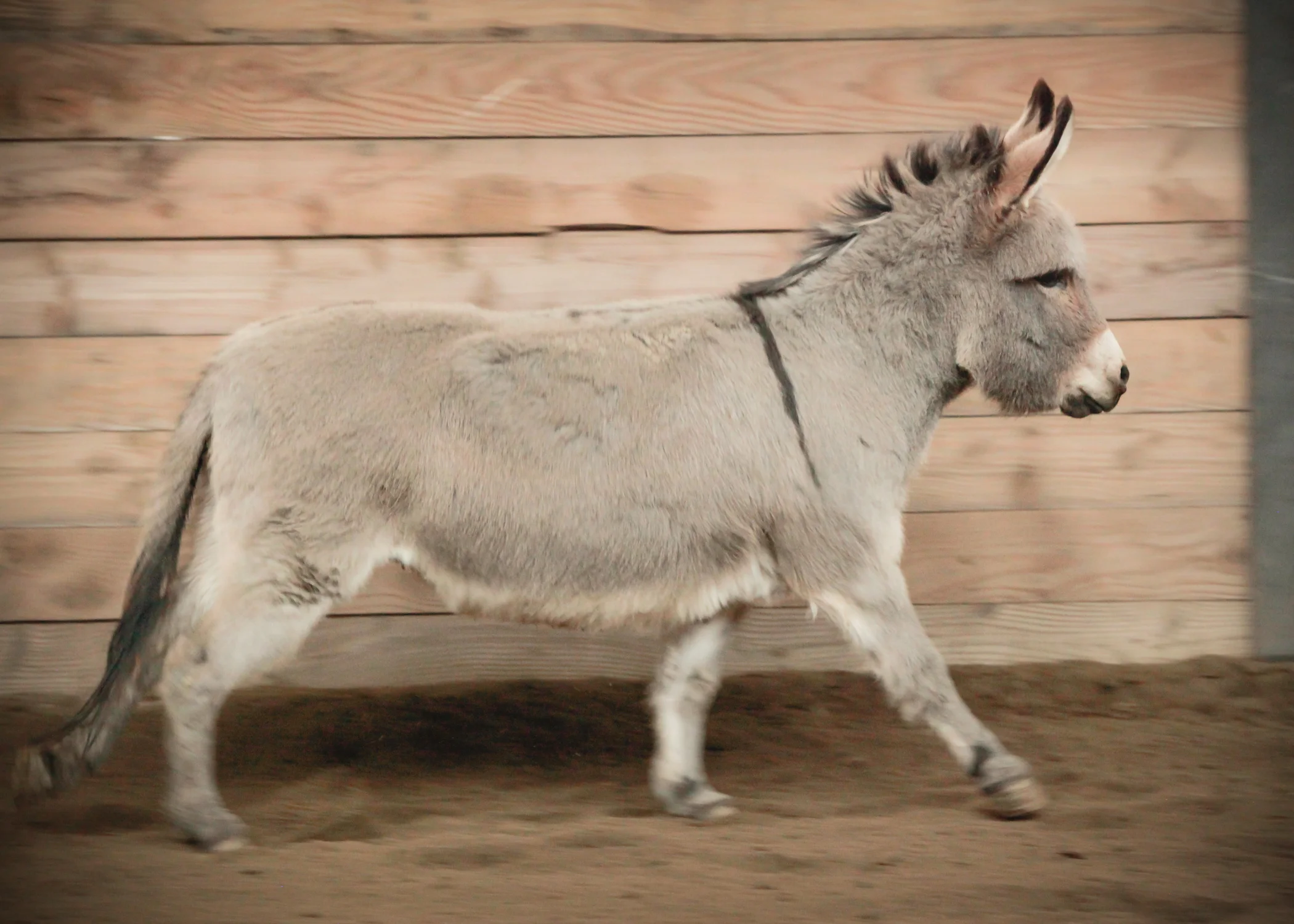 CascadianStablesWsm-234.jpg