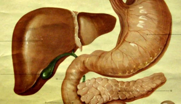 In Autism, the Importance of the Gut