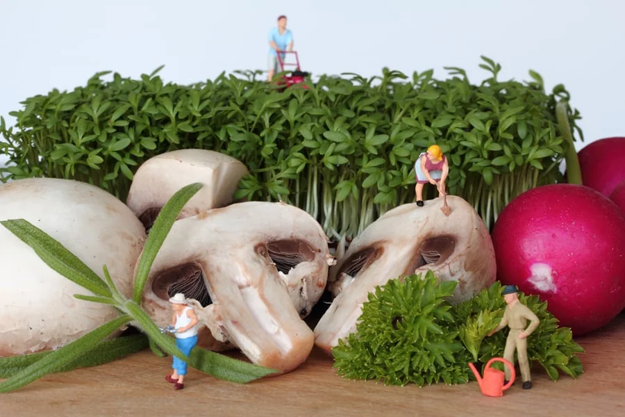 IMG_2221 Kitchen Garden.jpg
