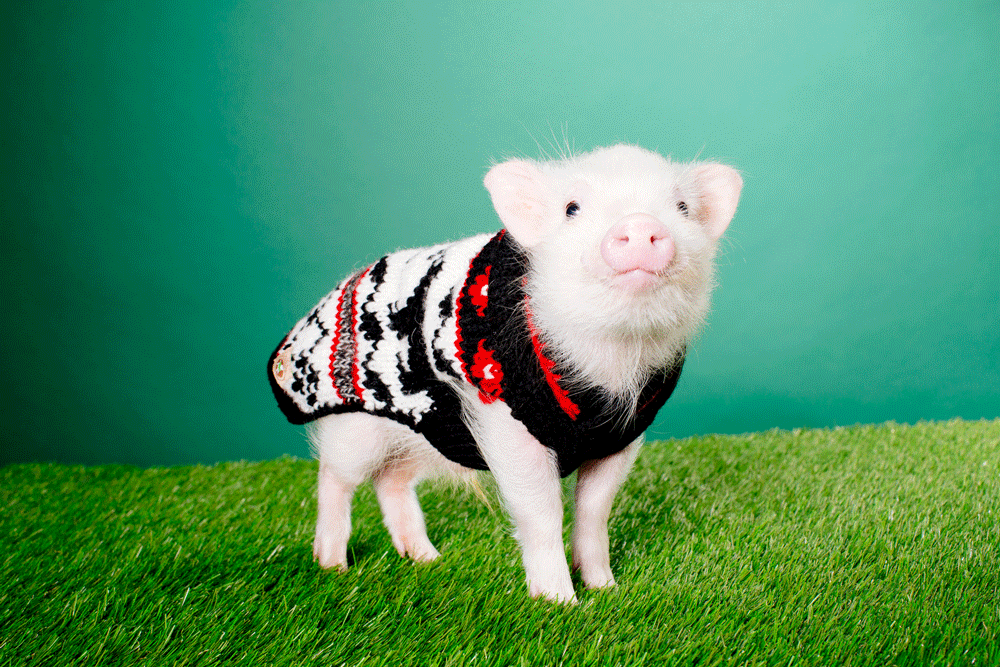 Green-Grass-.gif