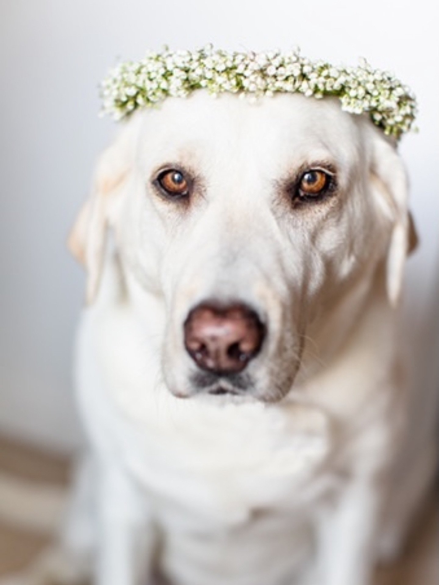 Happy heavenly birthday to my Gracie girl. Oh how I miss your vocal, spunky, snuggly self every single day. #pupsofinstagram #souldogs #labsofinsta