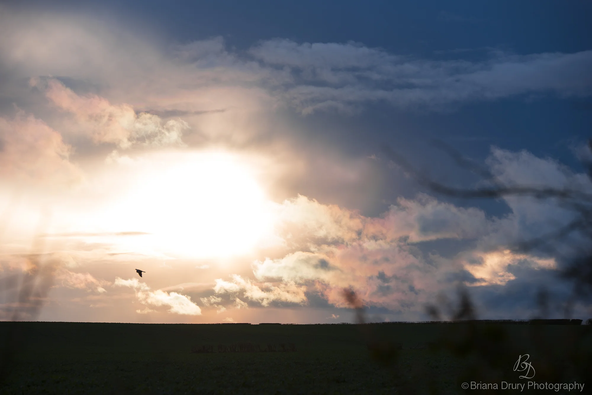 Wood Pigeon in Flight