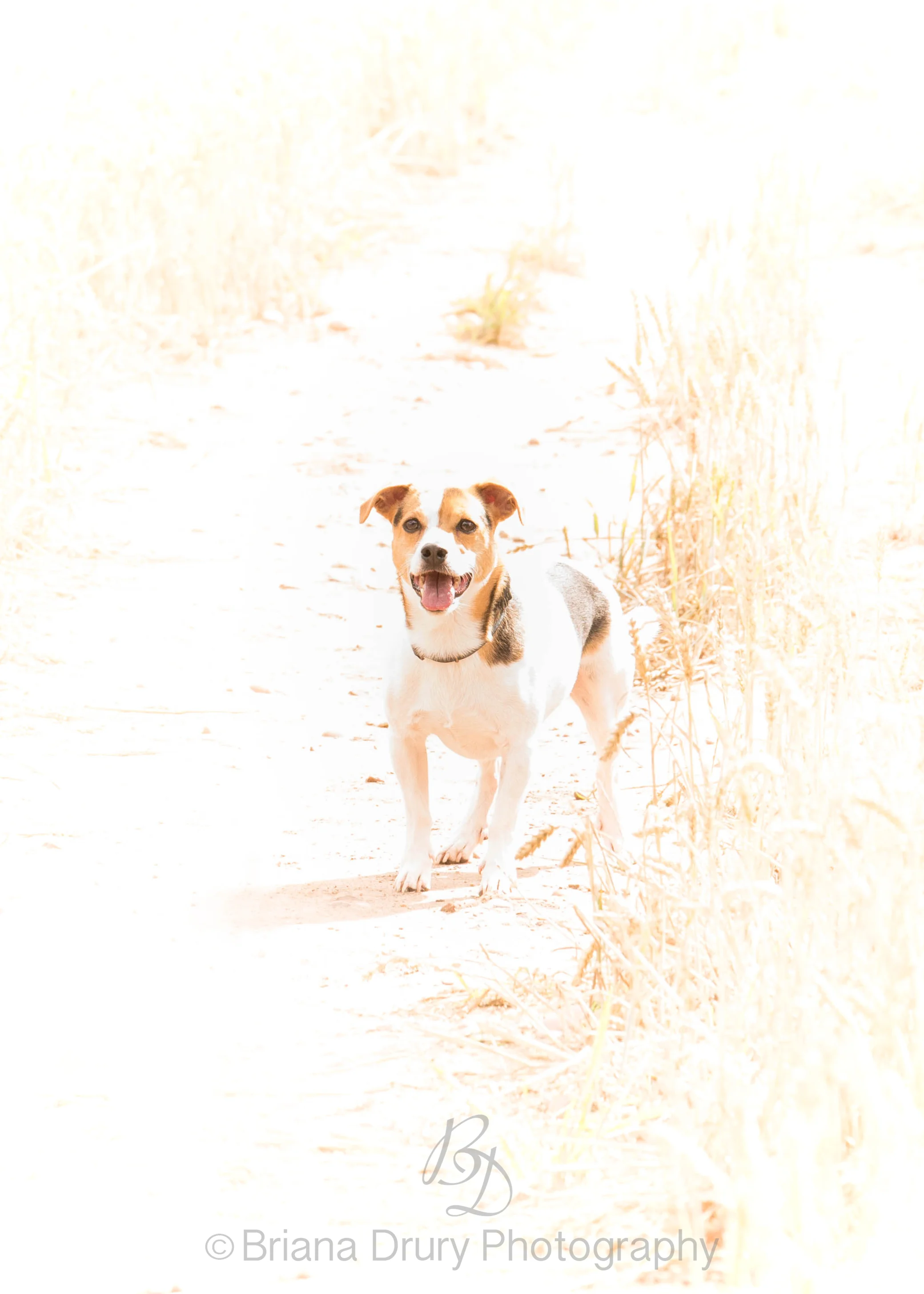DSC_2081-1WR.jpg