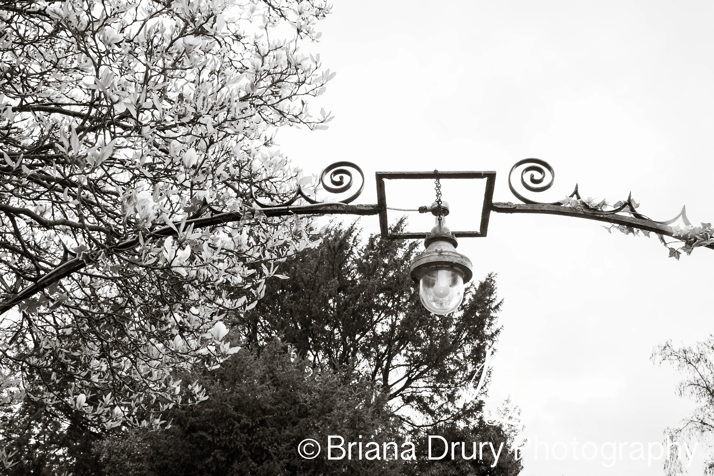 DSC_9922-1WR.jpg
