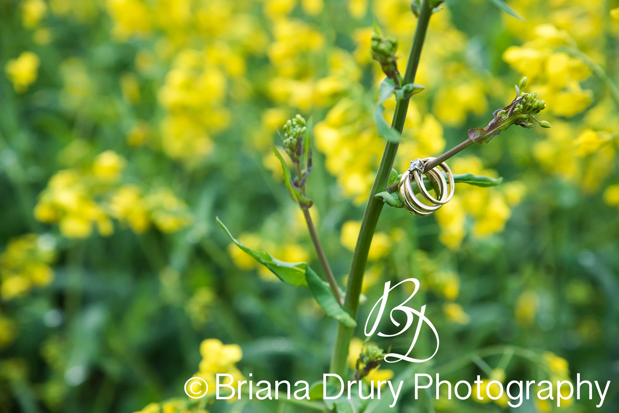 DSC_2615-1WR.jpg