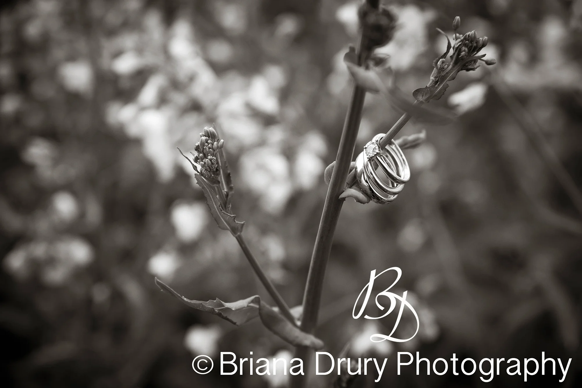 DSC_2625-2WR.jpg