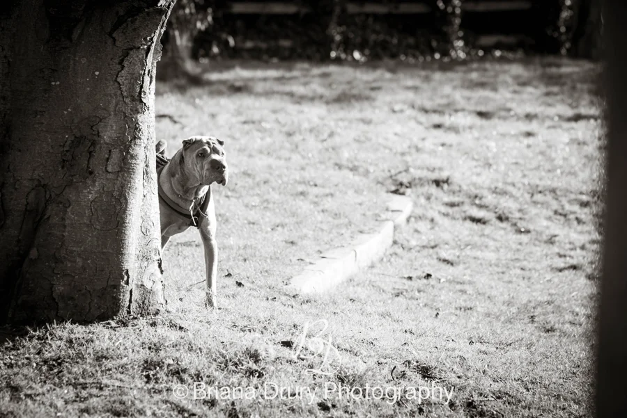 DSC_8081-2R.jpg