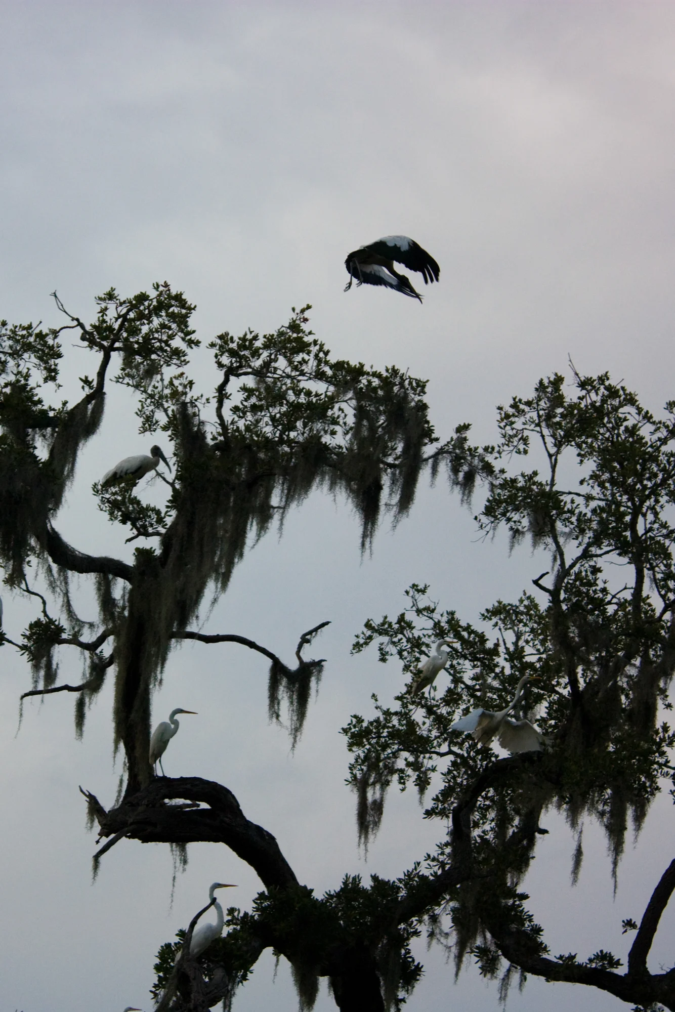 IMG_4215ret.jpg