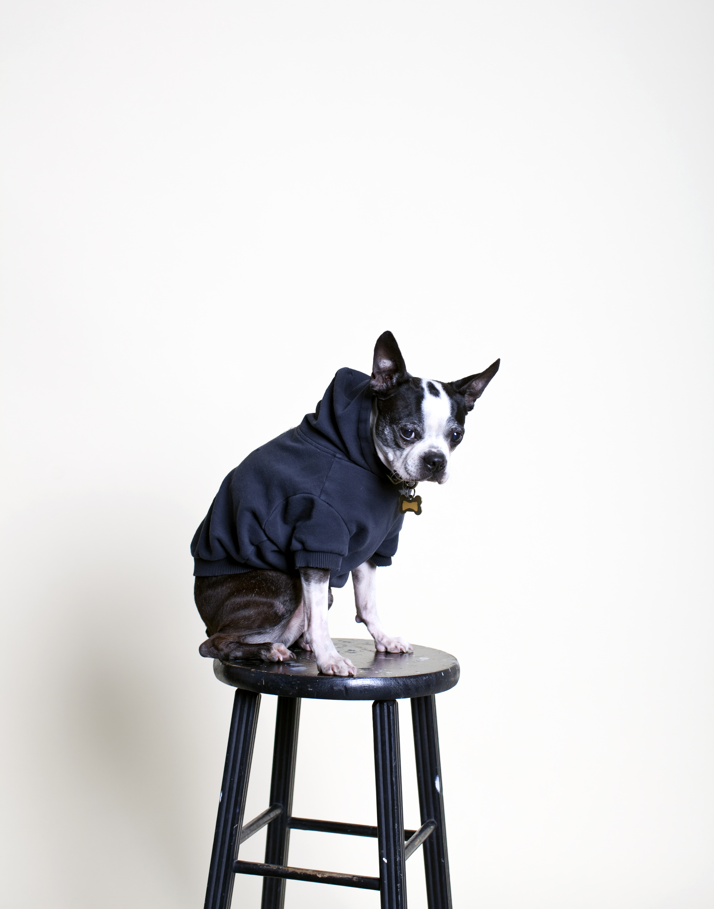Pancake, age 10, testing lights in the studio. 