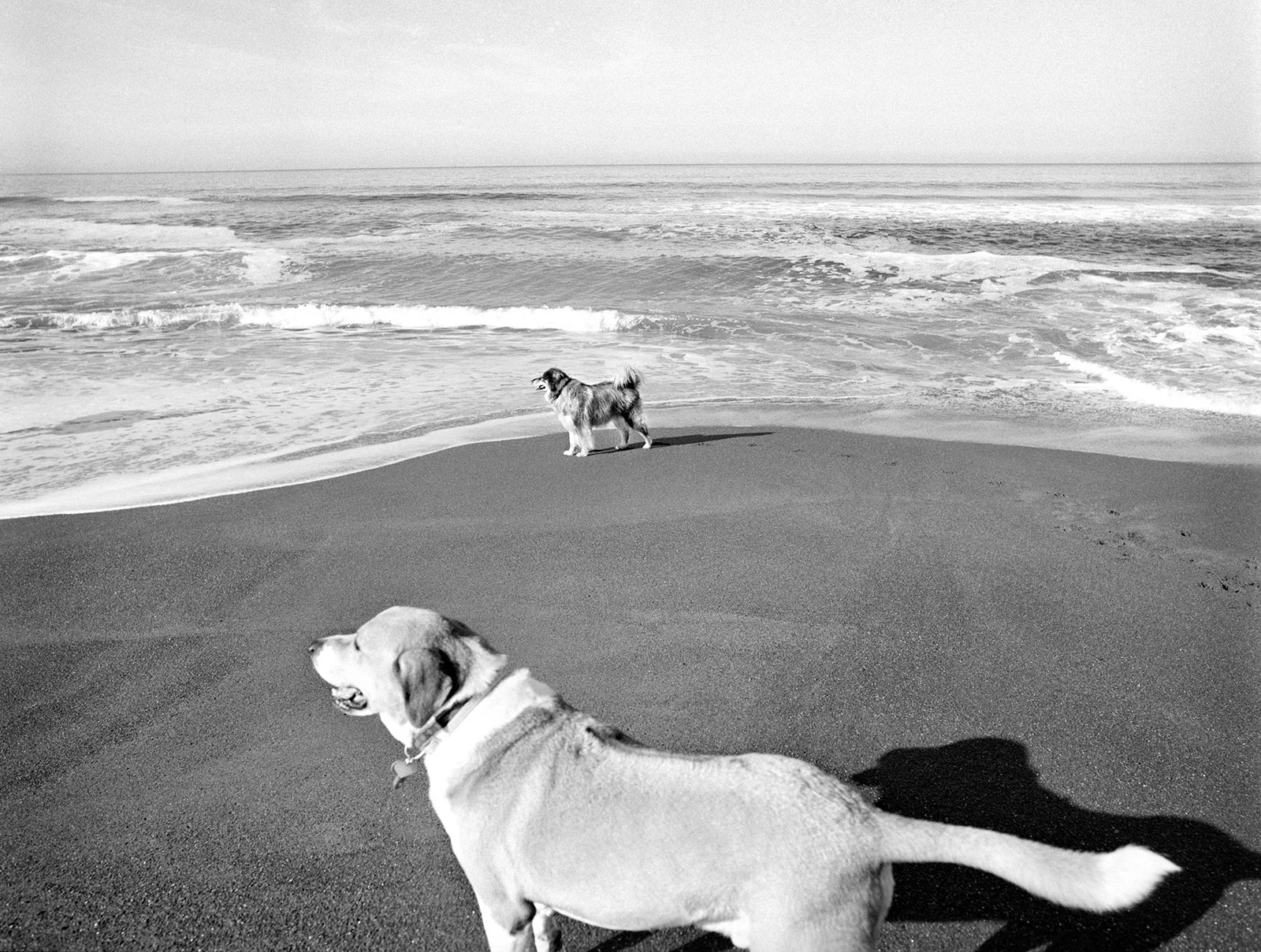 photographing dogs on the beach