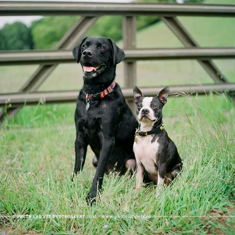 Photo Lab Pet Photography