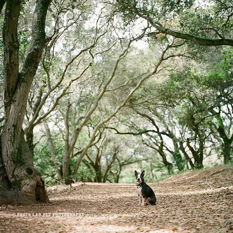 Photo Lab Pet Photography