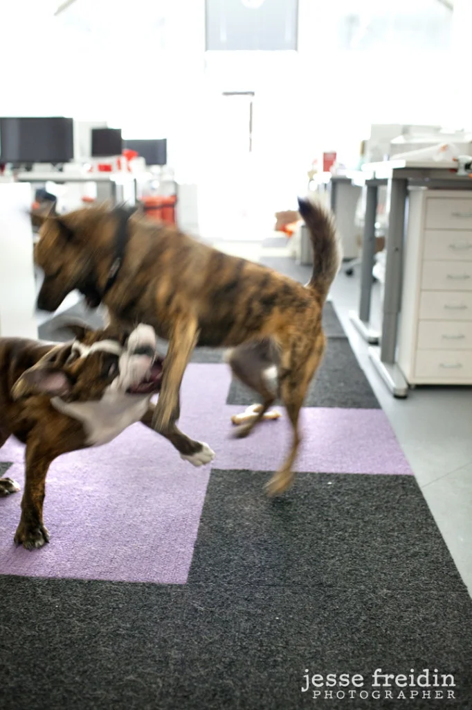 Brit & Co: Dogs in the Workplace- Jesse Freidin