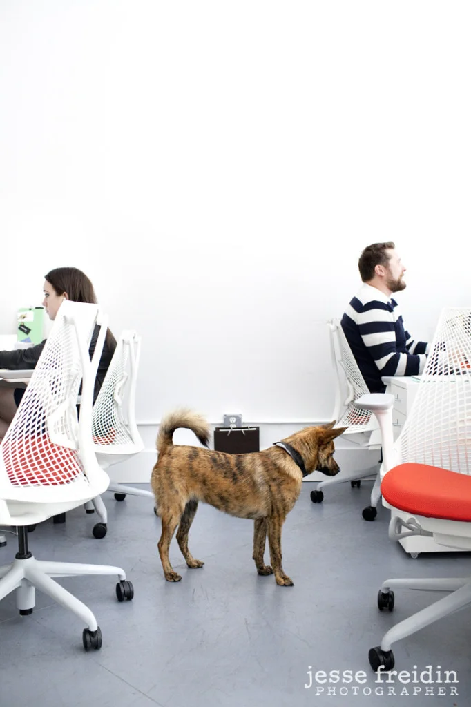 Brit and Co: Dogs in the Workplace- Jesse Freidin