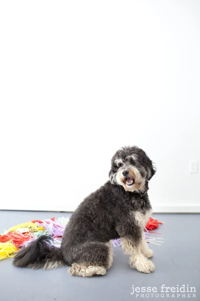 Brit + Co: Dogs in the Workplace- Jesse Freidin