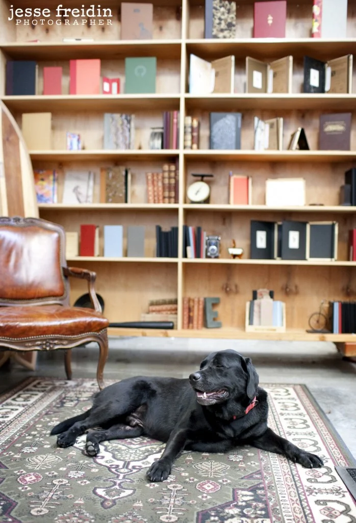 Dogs in the Workplace: The Dogs of DodoCase