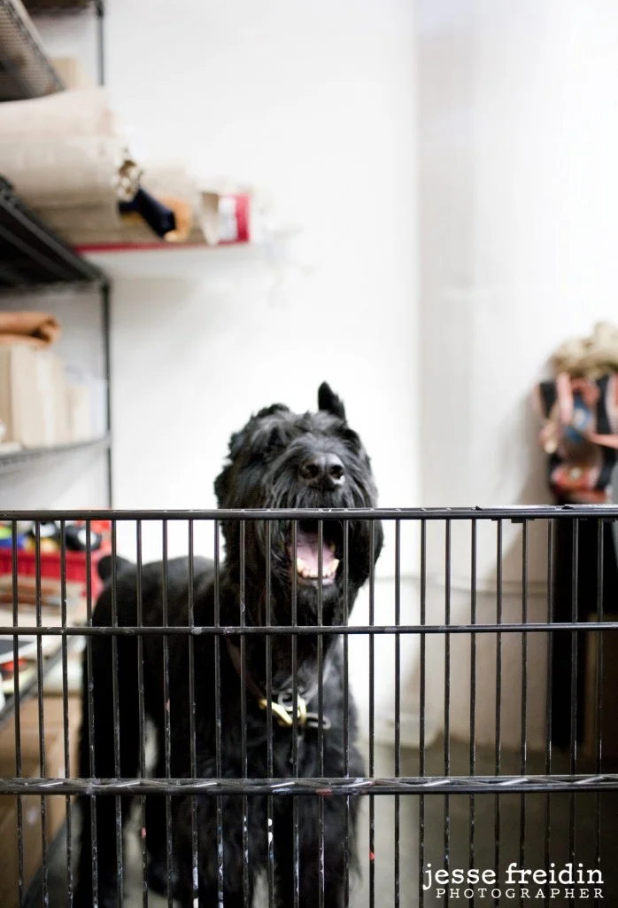 Dogs in the Workplace: The Dogs of DodoCase