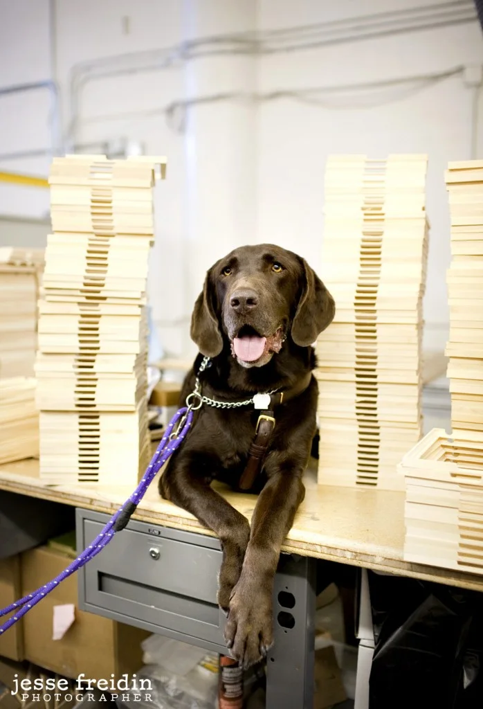Dogs in the Workplace: The Dogs of DodoCase