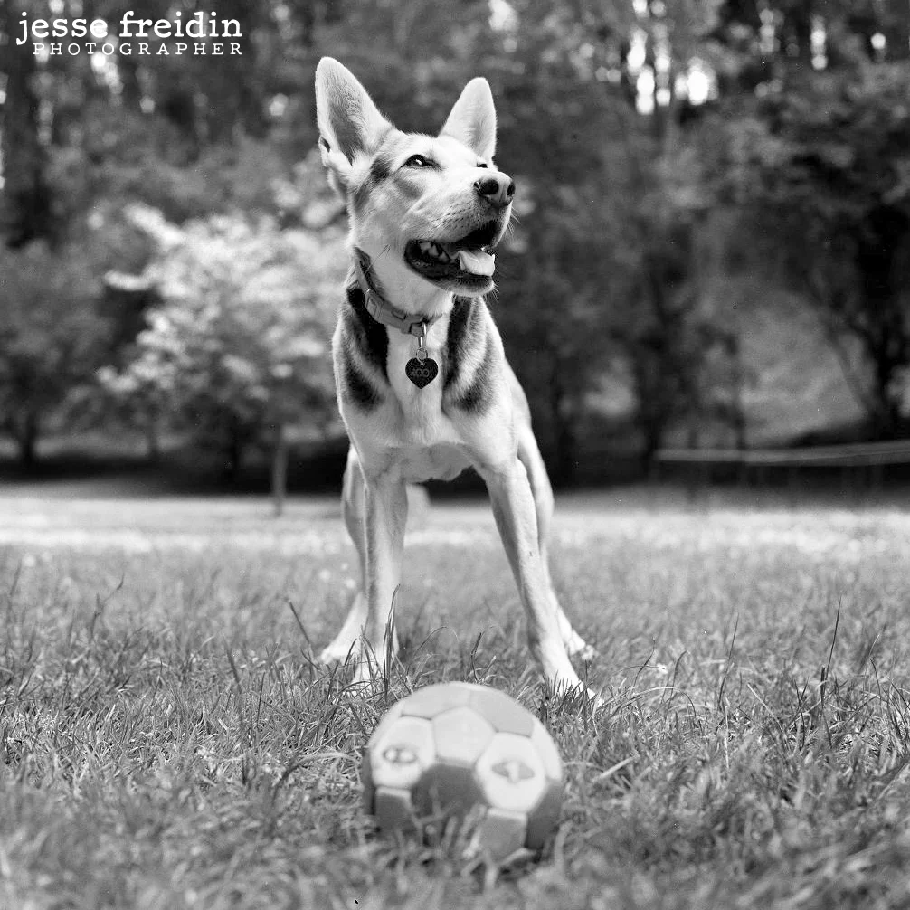 Roo! Westminster Agility Winner