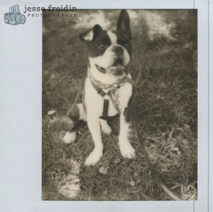 Instant Dog Portrait: Impossible Project PZ600