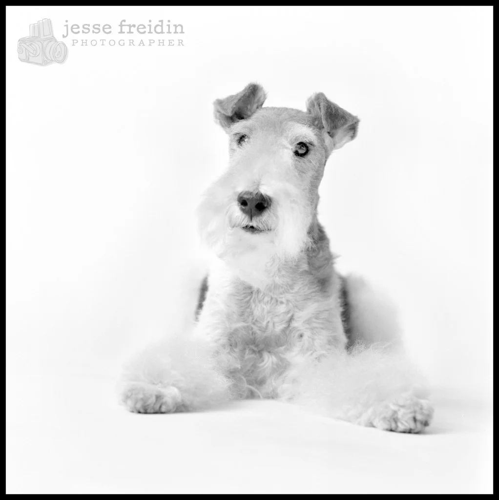 Jesse Freidin: Studio Lighting Dog Portrait