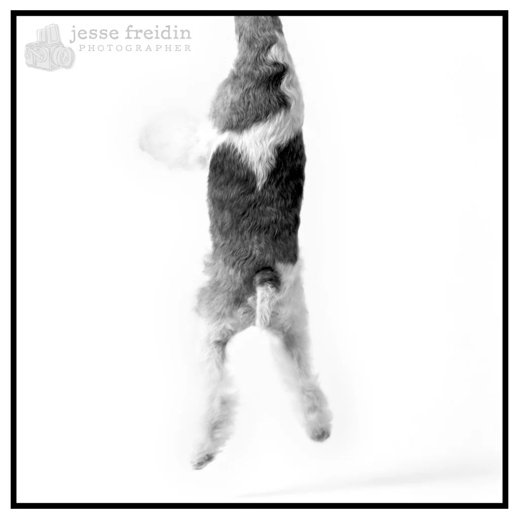 Jesse Freidin: Studio Lighting Dog Portrait
