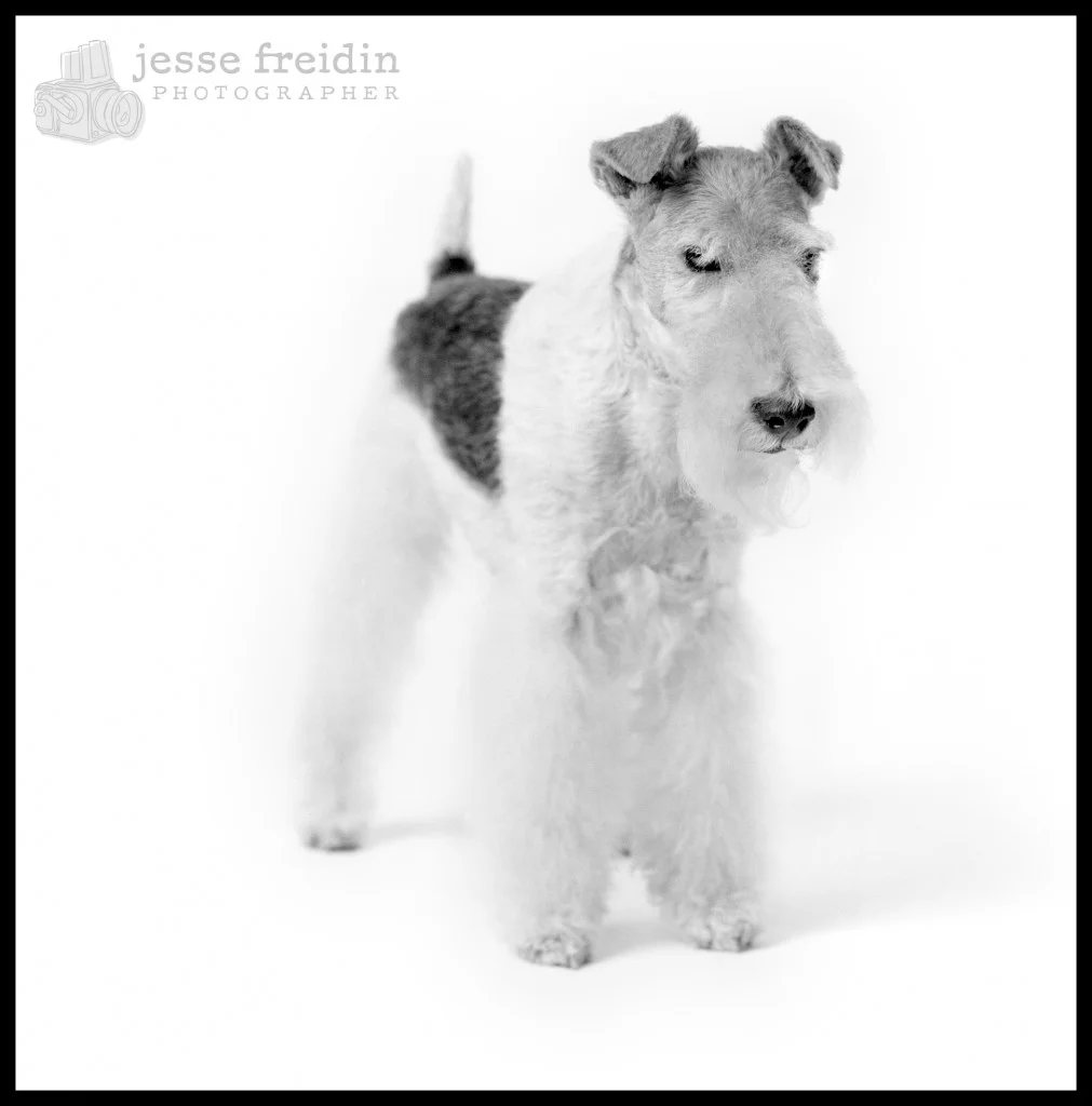 Jesse Freidin: Studio Lighting Dog Portrait