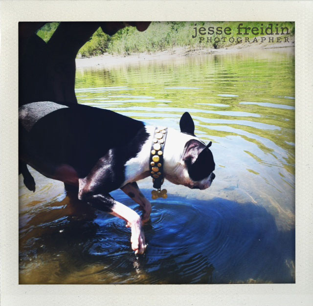 San Francisco’s Best Dog Photographer Jesse Freidin