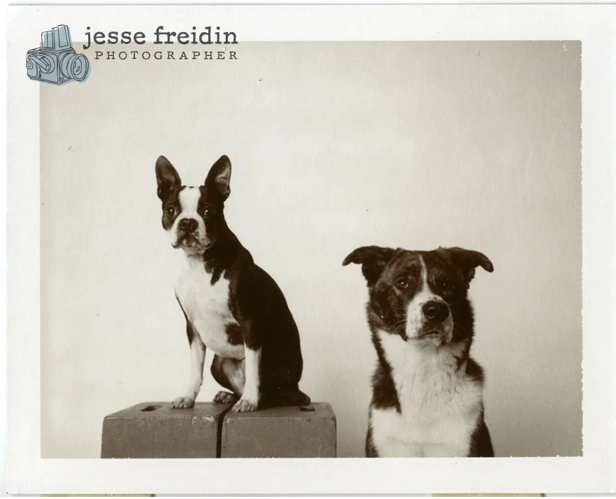 Choco Dogs/Polaroid Chocolate film