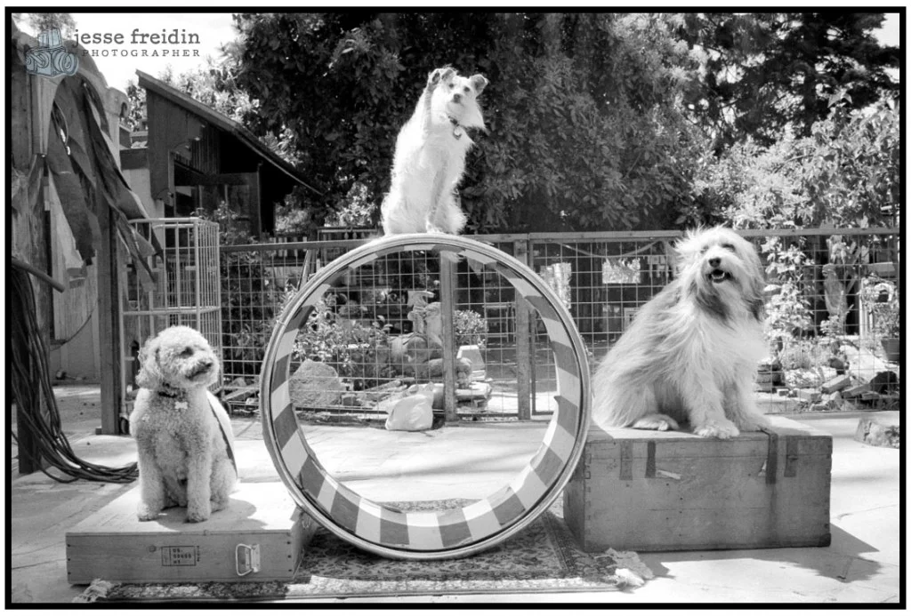 Dog Circus: Friends of the Family Dog Training