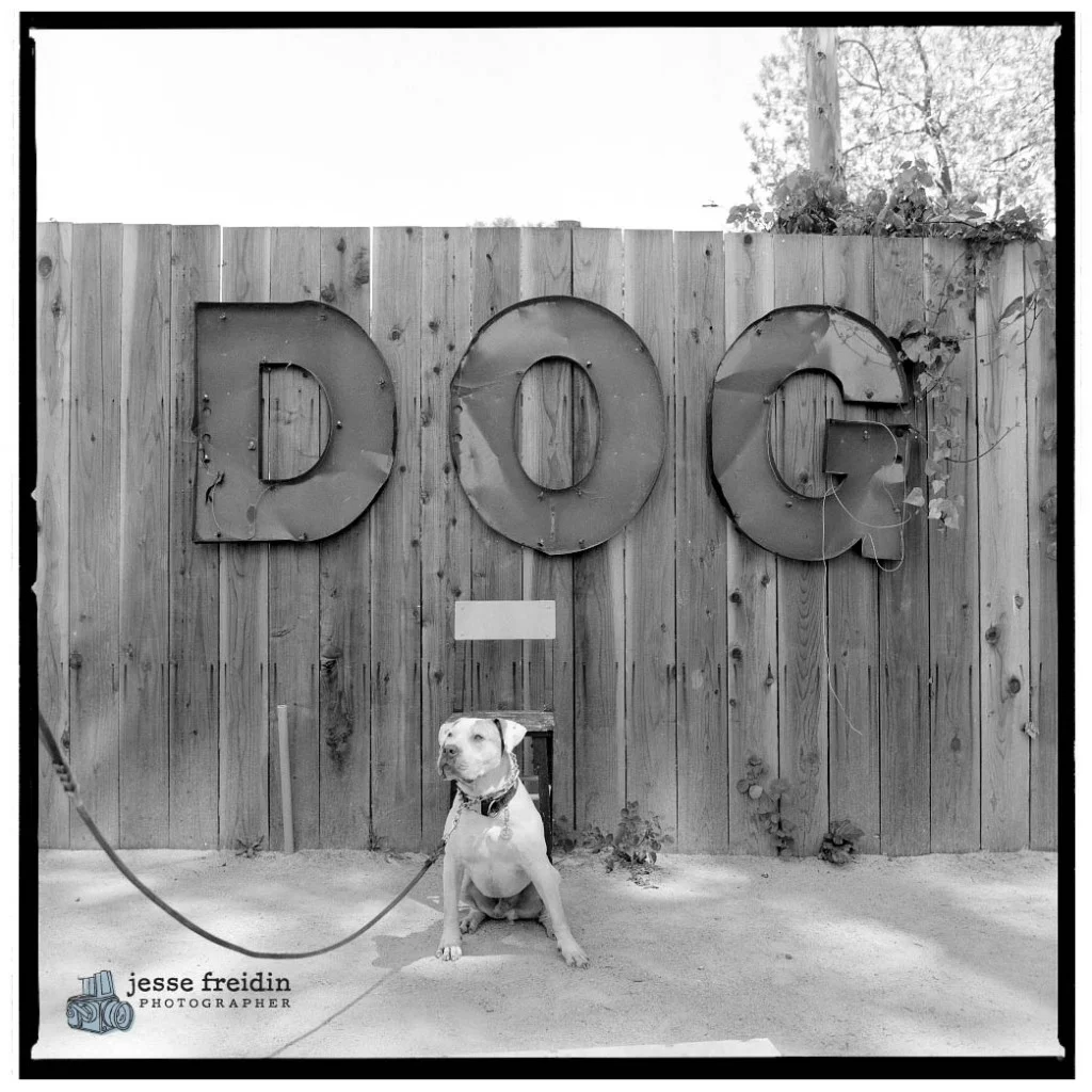 Dog Circus: Friends of the Family Dog Training