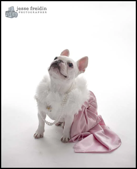 Freidin Dog Costume Halloween