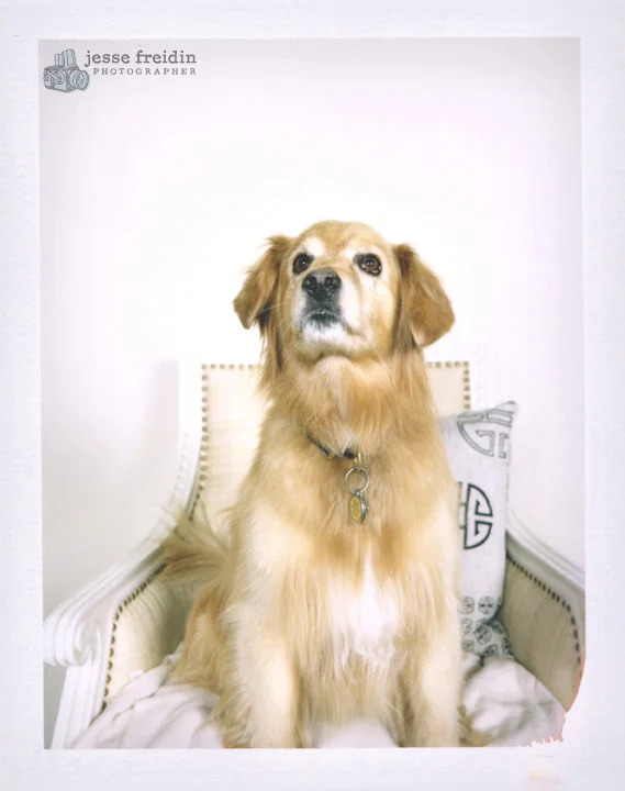 Jesse Freidin Photographer: Gumps Dogs