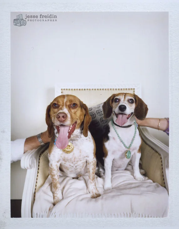 Jesse Freidin Photographer: Gumps Dogs