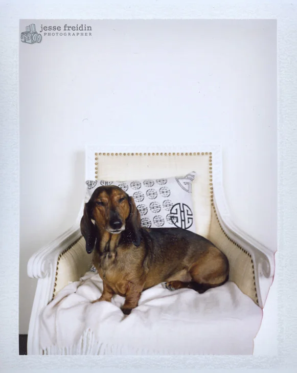 Jesse Freidin Photographer: Gumps Dogs