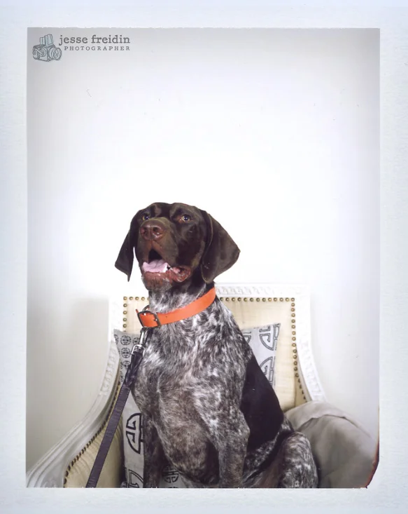 dog photobooth san francisco