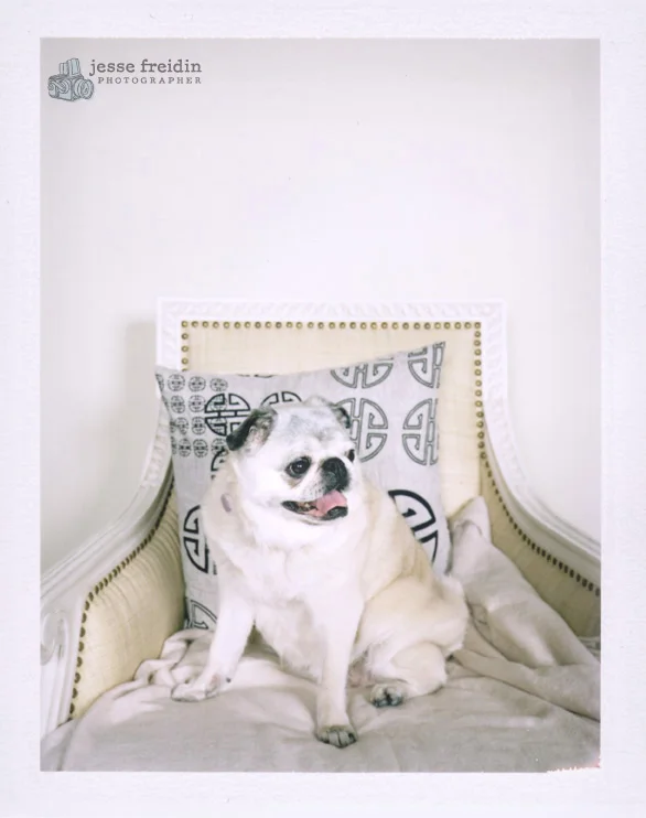Polaroid dog photo booth san francisco: pug