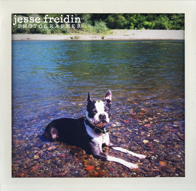 San Francisco Pet Photography Jesse Freidin