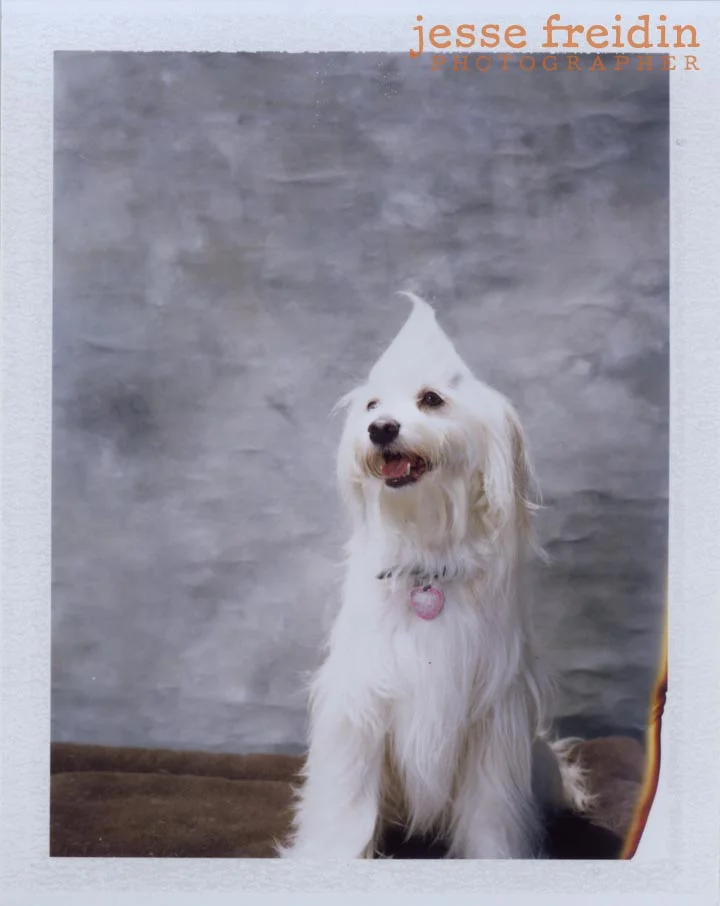 Instant Doggie Photobooth